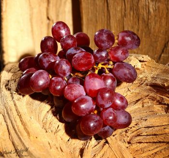 Weintrauben Weintrauben