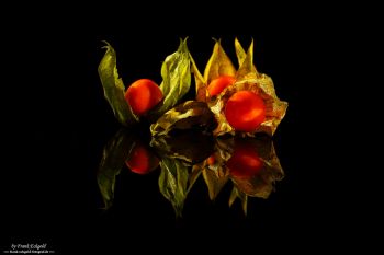 Physalis by Frank Eckgold Physalis by Frank Eckgold