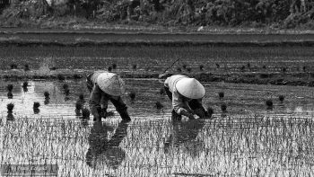 Setzerinnen im Reisfeld, Vietnam by Frank Eckgold Setzerinnen im Reisfeld, Vietnam by Frank Eckgold