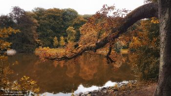 Rombergpark by Frank Eckgold Rombergpark by Frank Eckgold