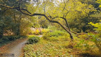 Rombergpark by Frank Eckgold Rombergpark by Frank Eckgold