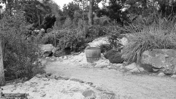 Rombergpark by Frank Eckgold Rombergpark by Frank Eckgold