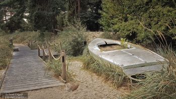 Rombergpark by Frank Eckgold Rombergpark by Frank Eckgold