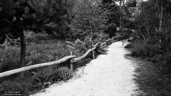 Rombergpark by Frank Eckgold Rombergpark by Frank Eckgold