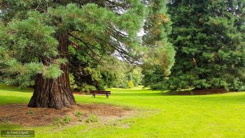 Rombergpark by Frank Eckgold Rombergpark by Frank Eckgold