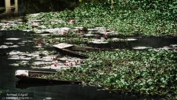 "Drifting Through Green" | by Frank Eckgold